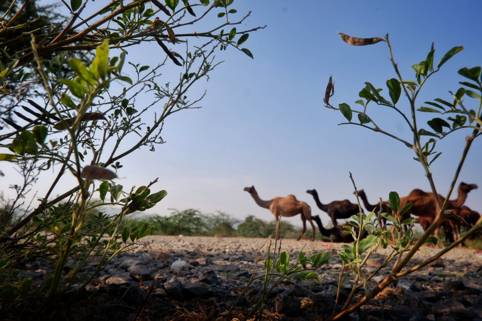 Life in Pushkar photograph 1